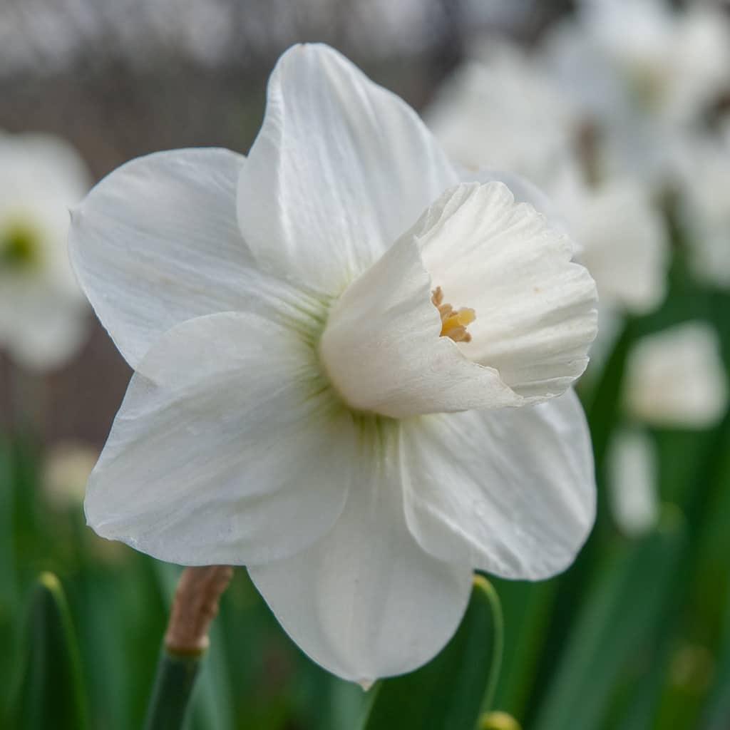 Snowboard Daffodil Narcissus Bulbs Blooms Species Growing Bonsai Roots Rhizomes Corms Tubers Potted Planting Reblooming Fragrant Garden Flower Seeds Plant