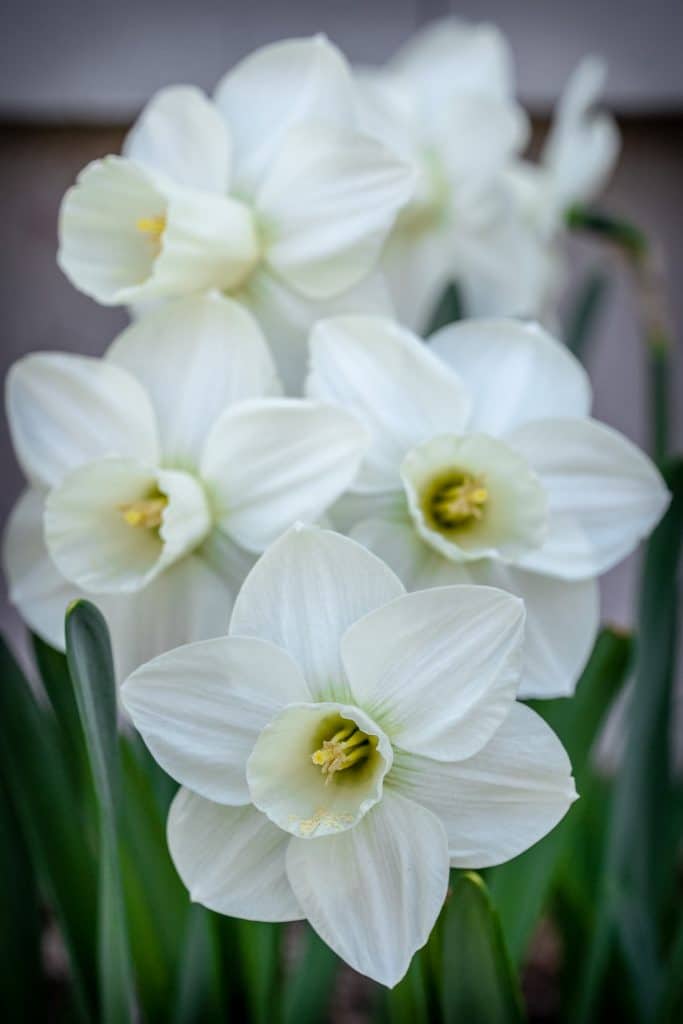 Snowboard Daffodil Mixture Narcissus Bulbs Blooms Species Growing Bonsai Roots Rhizomes Corms Tubers Potted Planting Reblooming Fragrant Garden Flower Seeds Plant