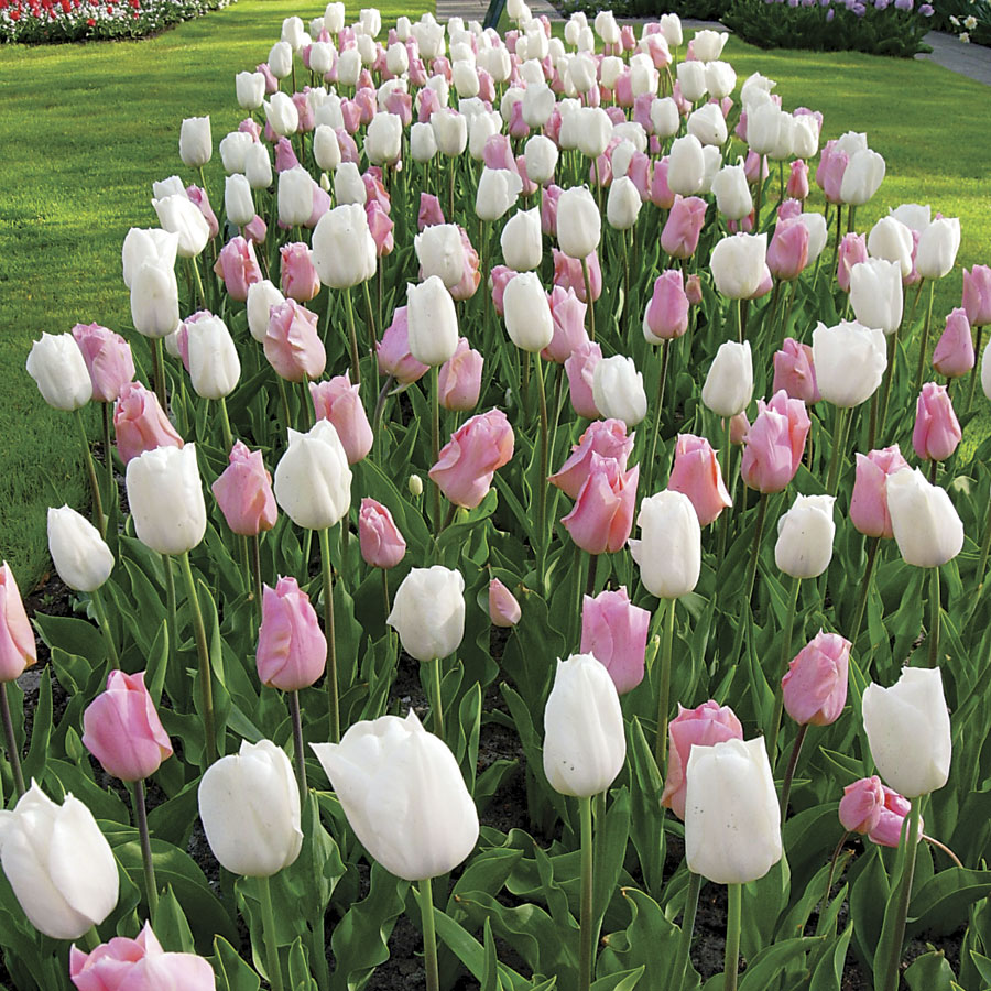 Tulip Marshmallow Fields Mix