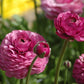 Rose red Ranunculus Corms Bulbs Persian Buttercup Growing Bonsai Roots Rhizomes Tubers Potted Planting Reblooming Fragrant Garden Species Blooms Flower Seeds Plant Gardening
