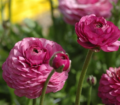 Rose red Ranunculus Corms Bulbs Persian Buttercup Growing Bonsai Roots Rhizomes Tubers Potted Planting Reblooming Fragrant Garden Species Blooms Flower Seeds Plant Gardening