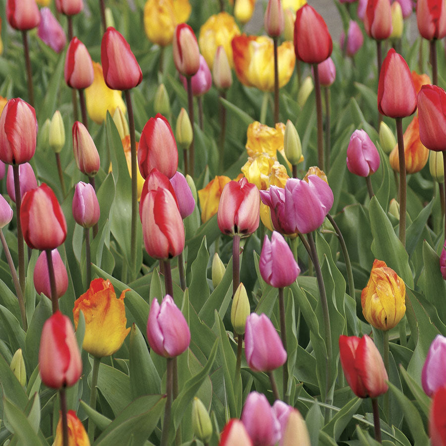 Tulip Marathon Mix