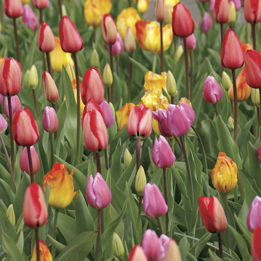 Tulip Marathon Mix