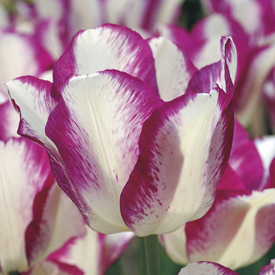 Tulip Affaire