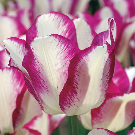 Tulip Affaire