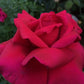 Pomerol Rose Seedlings Flower Seeds Perennial Growing Bonsai Corms Tubers Potted Planting Reblooming Fragrant Garden Roots Rhizomes Species Blooms Plant Bulbs Gardening Tree