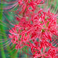 Squamigera Lycoris Spider Lilies Bulbs Radiata Hurricane Lily Cluster Amayllis Growing Bonsai Roots Rhizomes Corms Tubers Potted Planting Reblooming Fragrant Garden Species Blooms Flower Seeds Plant Gardening