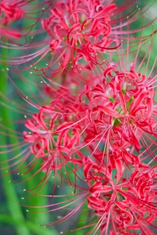Squamigera Lycoris Spider Lilies Bulbs Radiata Hurricane Lily Cluster Amayllis Growing Bonsai Roots Rhizomes Corms Tubers Potted Planting Reblooming Fragrant Garden Species Blooms Flower Seeds Plant Gardening