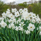 Starry Night Daffodil Narcissus Bulbs Blooms Species Growing Bonsai Roots Rhizomes Corms Tubers Potted Planting Reblooming Fragrant Garden Flower Seeds Plant