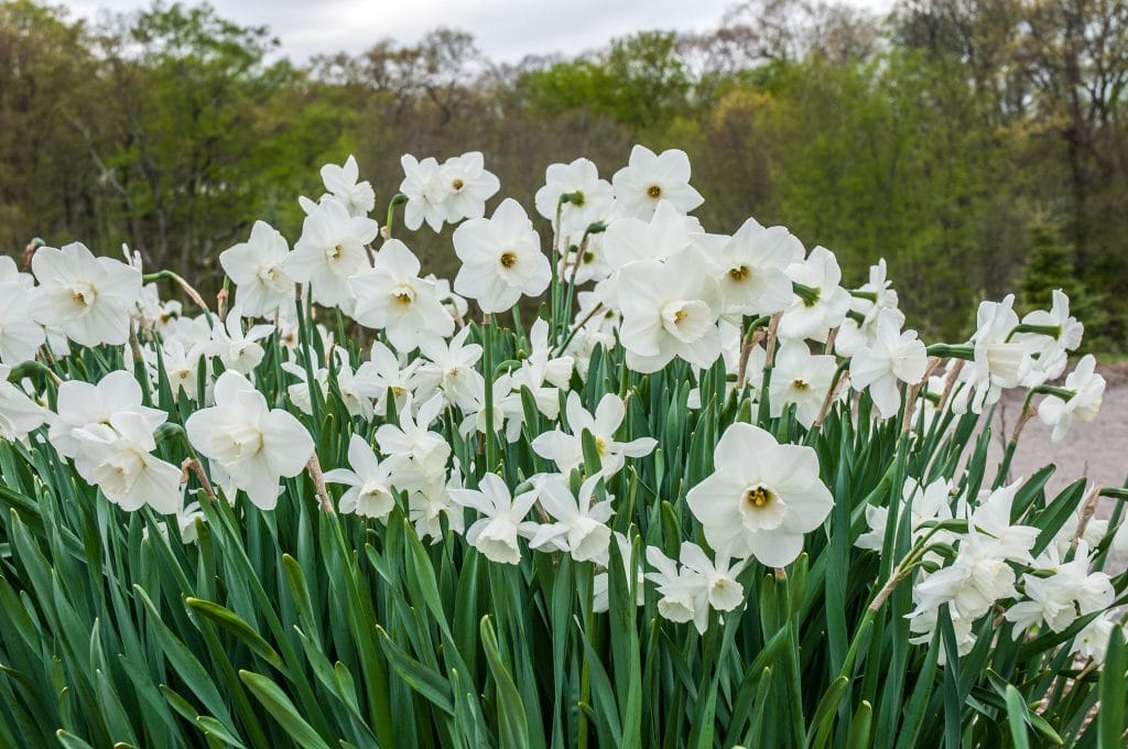 Starry Night Daffodil Narcissus Bulbs Blooms Species Growing Bonsai Roots Rhizomes Corms Tubers Potted Planting Reblooming Fragrant Garden Flower Seeds Plant