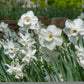 Starry Night Daffodil Narcissus Bulbs Blooms Species Growing Bonsai Roots Rhizomes Corms Tubers Potted Planting Reblooming Fragrant Garden Flower Seeds Plant