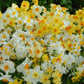 Scilly Daffs Daffodil Narcissus Bulbs Blooms Species Growing Bonsai Roots Rhizomes Corms Tubers Potted Planting Reblooming Fragrant Garden Flower Seeds Plant