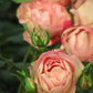 Acropolis Rose Seedlings Flower Seeds Perennial Growing Bonsai Corms Tubers Potted Planting Reblooming Fragrant Garden Roots Rhizomes Species Blooms Plant Bulbs Gardening Tree