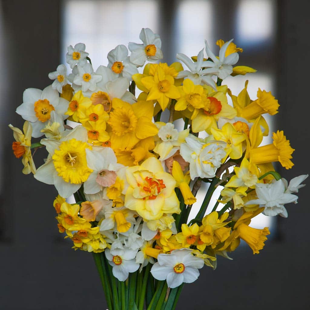 Trumpets Large Cups Daffodil Narcissus Bulbs Blooms Species Growing Bonsai Roots Rhizomes Corms Tubers Potted Planting Reblooming Fragrant Garden Flower Seeds Plant