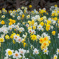 Trumpets Large Cups Daffodil Narcissus Bulbs Blooms Species Growing Bonsai Roots Rhizomes Corms Tubers Potted Planting Reblooming Fragrant Garden Flower Seeds Plant