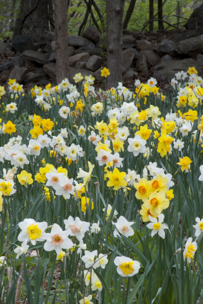 Trumpets Large Cups Daffodil Narcissus Bulbs Blooms Species Growing Bonsai Roots Rhizomes Corms Tubers Potted Planting Reblooming Fragrant Garden Flower Seeds Plant