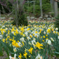 Trumpets Large Cups Daffodil Narcissus Bulbs Blooms Species Growing Bonsai Roots Rhizomes Corms Tubers Potted Planting Reblooming Fragrant Garden Flower Seeds Plant