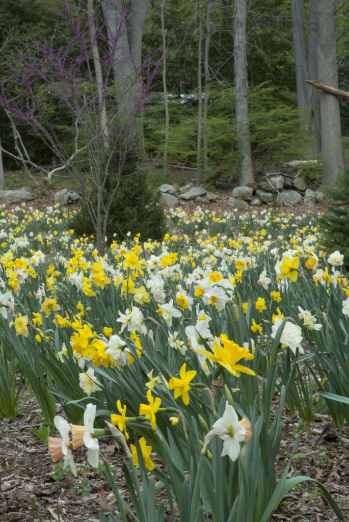 Trumpets Large Cups Daffodil Narcissus Bulbs Blooms Species Growing Bonsai Roots Rhizomes Corms Tubers Potted Planting Reblooming Fragrant Garden Flower Seeds Plant