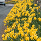 Roadside Yellow Daffodil Narcissus Bulbs Blooms Species Growing Bonsai Roots Rhizomes Corms Tubers Potted Planting Reblooming Fragrant Garden Flower Seeds Plant
