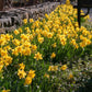 Roadside Yellow Daffodil Narcissus Bulbs Blooms Species Growing Bonsai Roots Rhizomes Corms Tubers Potted Planting Reblooming Fragrant Garden Flower Seeds Plant