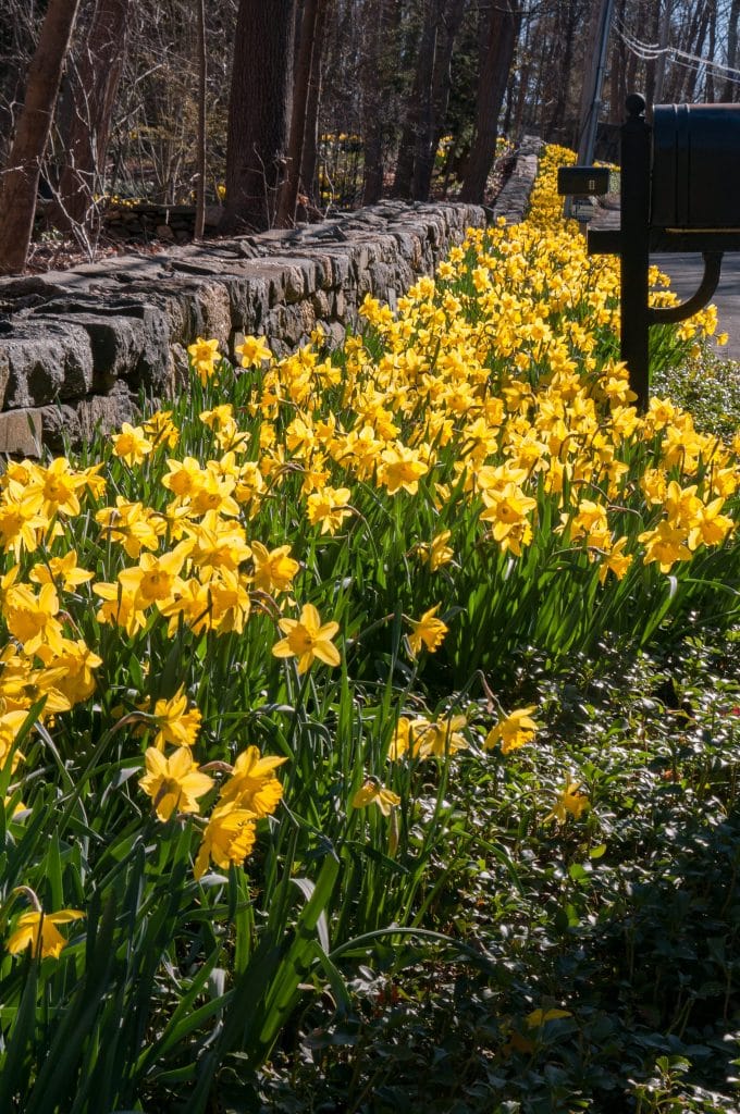 Roadside Yellow Daffodil Narcissus Bulbs Blooms Species Growing Bonsai Roots Rhizomes Corms Tubers Potted Planting Reblooming Fragrant Garden Flower Seeds Plant