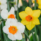 Sunshine Boys Daffodil Narcissus Bulbs Blooms Species Growing Bonsai Roots Rhizomes Corms Tubers Potted Planting Reblooming Fragrant Garden Flower Seeds Plant