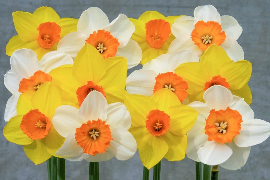 Sunshine Boys Daffodil Narcissus Bulbs Blooms Species Growing Bonsai Roots Rhizomes Corms Tubers Potted Planting Reblooming Fragrant Garden Flower Seeds Plant