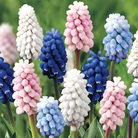 Muscari Color Festival Mix