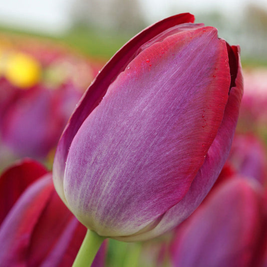 Tulip Pittsburgh Triumph