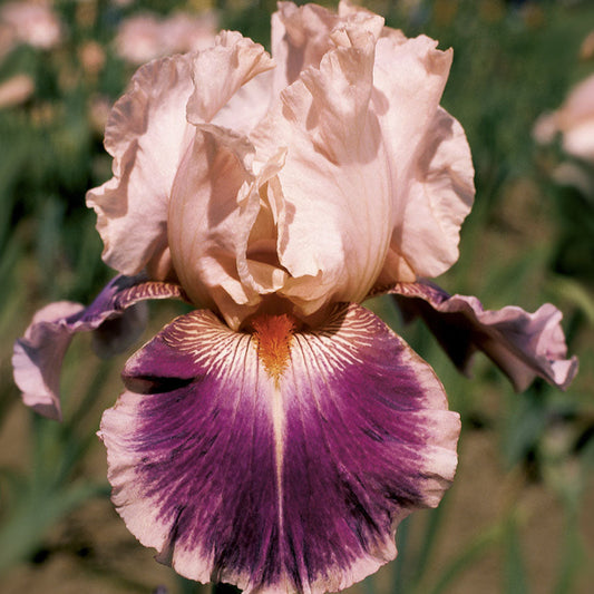 Iris Cherry Blossom Song Iris species Growing Bonsai Flower Bulbs Roots Rhizomes Corms Tubers Potted Planting Reblooming Fragrant Garden Seeds Plant