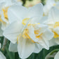 White Lion Narcissus Daffodil Bulbs Blooms Species Growing Bonsai Roots Rhizomes Corms Tubers Potted Planting Reblooming Fragrant Garden Flower Seeds Plant