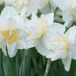 White Lion Narcissus Daffodil Bulbs Blooms Species Growing Bonsai Roots Rhizomes Corms Tubers Potted Planting Reblooming Fragrant Garden Flower Seeds Plant