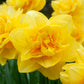 Sherborne Daffodil Narcissus Bulbs Blooms Species Growing Bonsai Roots Rhizomes Corms Tubers Potted Planting Reblooming Fragrant Garden Flower Seeds Plant