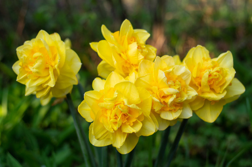 Sherborne Daffodil Narcissus Bulbs Blooms Species Growing Bonsai Roots Rhizomes Corms Tubers Potted Planting Reblooming Fragrant Garden Flower Seeds Plant