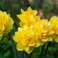 Sherborne Daffodil Narcissus Bulbs Blooms Species Growing Bonsai Roots Rhizomes Corms Tubers Potted Planting Reblooming Fragrant Garden Flower Seeds Plant