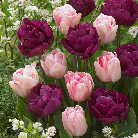Tulip Ballroom Blossoms Mix