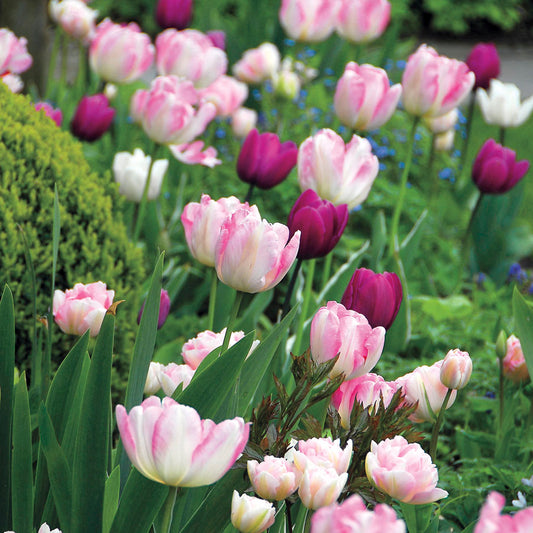 Tulip Kiss n Tell Mix