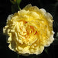Scouts Honour Rose Seedlings Flower Seeds Perennial Growing Bonsai Corms Tubers Potted Planting Reblooming Fragrant Garden Roots Rhizomes Species Blooms Plant Bulbs Gardening Tree