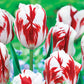 Grand Perfection Tulip
