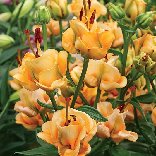 Apricot Fudge Lily
