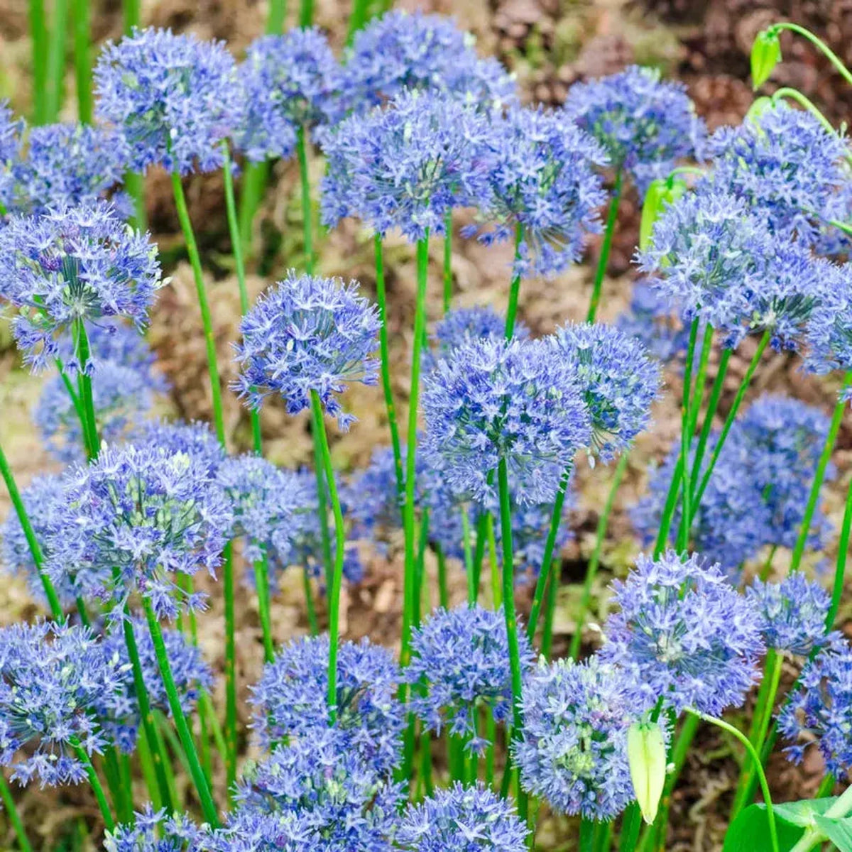 Azure Allium