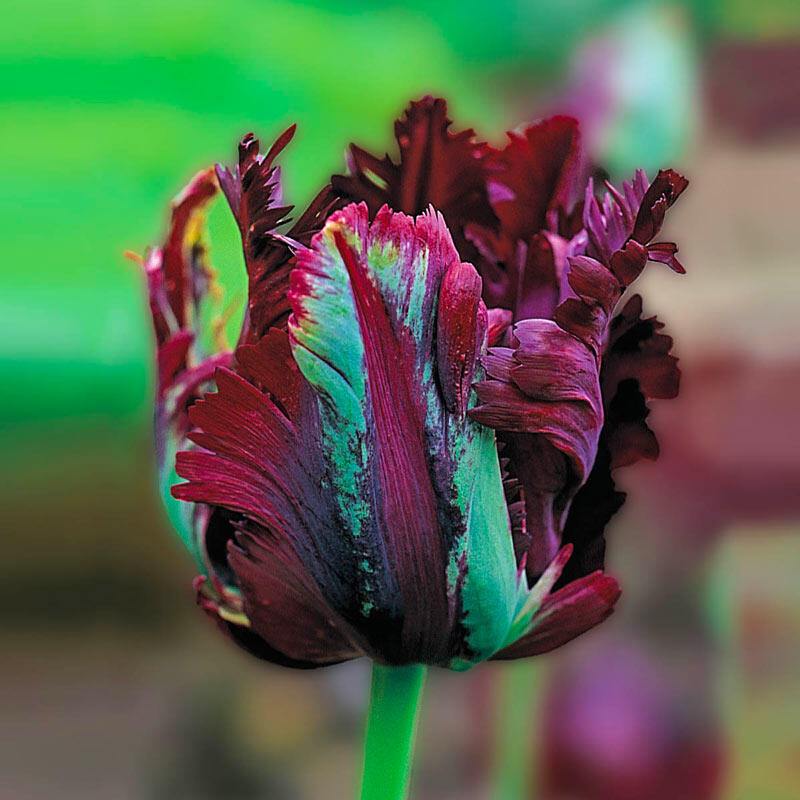 Black Parrot Tulip Bulbs Blooms Species Growing Bonsai Roots Rhizomes Corms Tubers Potted Planting Reblooming Fragrant Garden Flower Seeds Plant