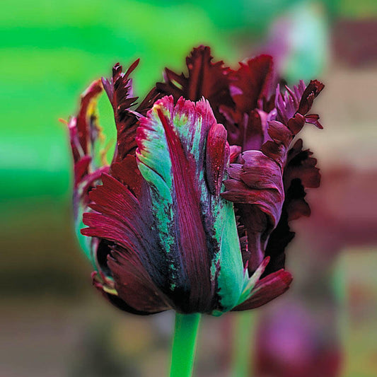 Black Parrot Tulip Bulbs Blooms Species Growing Bonsai Roots Rhizomes Corms Tubers Potted Planting Reblooming Fragrant Garden Flower Seeds Plant