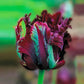 Black Parrot Tulip