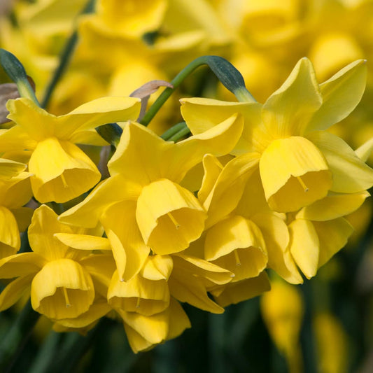 Yellow Ocean Daffodil Narcissus Bulbs Blooms Species Growing Bonsai Roots Rhizomes Corms Tubers Potted Planting Reblooming Fragrant Garden Flower Seeds Plant
