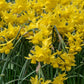 Yellow Ocean Daffodil Narcissus Bulbs Blooms Species Growing Bonsai Roots Rhizomes Corms Tubers Potted Planting Reblooming Fragrant Garden Flower Seeds Plant
