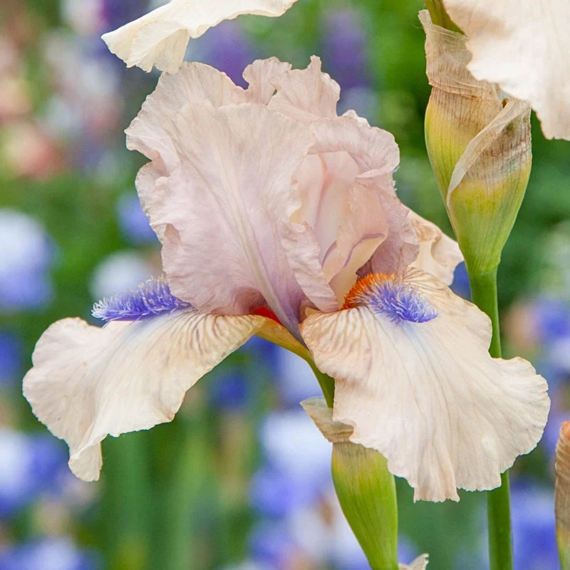 Concertina Reblooming Bearded Iris