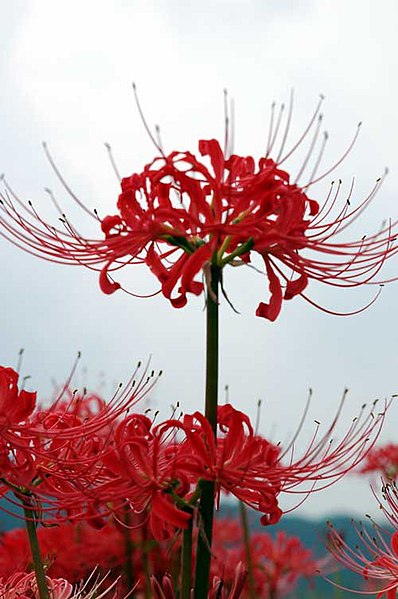 Red Lycoris Spider Lilies Bulbs Radiata Hurricane Lily Cluster Amayllis Growing Bonsai Roots Rhizomes Corms Tubers Potted Planting Reblooming Fragrant Garden Species Blooms Flower Seeds Plant Gardening