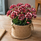Burgundy & White Picotee Carnation Seeds