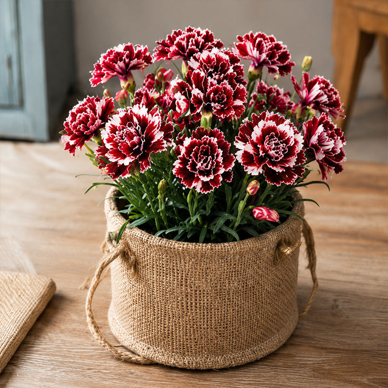 Burgundy & White Picotee Carnation Seeds